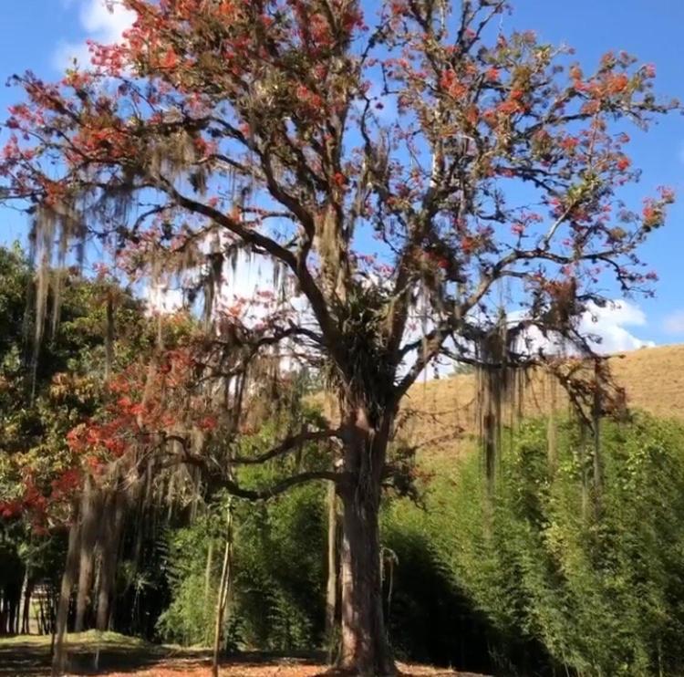 Vivenda Dos Guaranys -Um Projeto Ecologico - Casa Βίλα Conservatória Εξωτερικό φωτογραφία